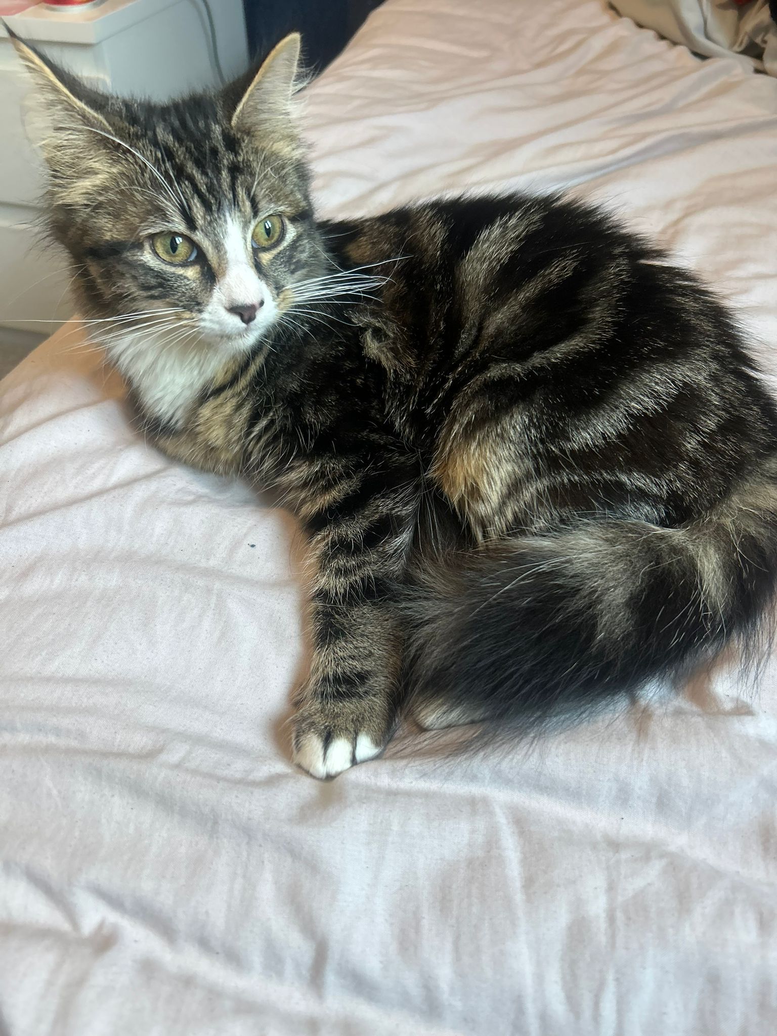 Mimi
