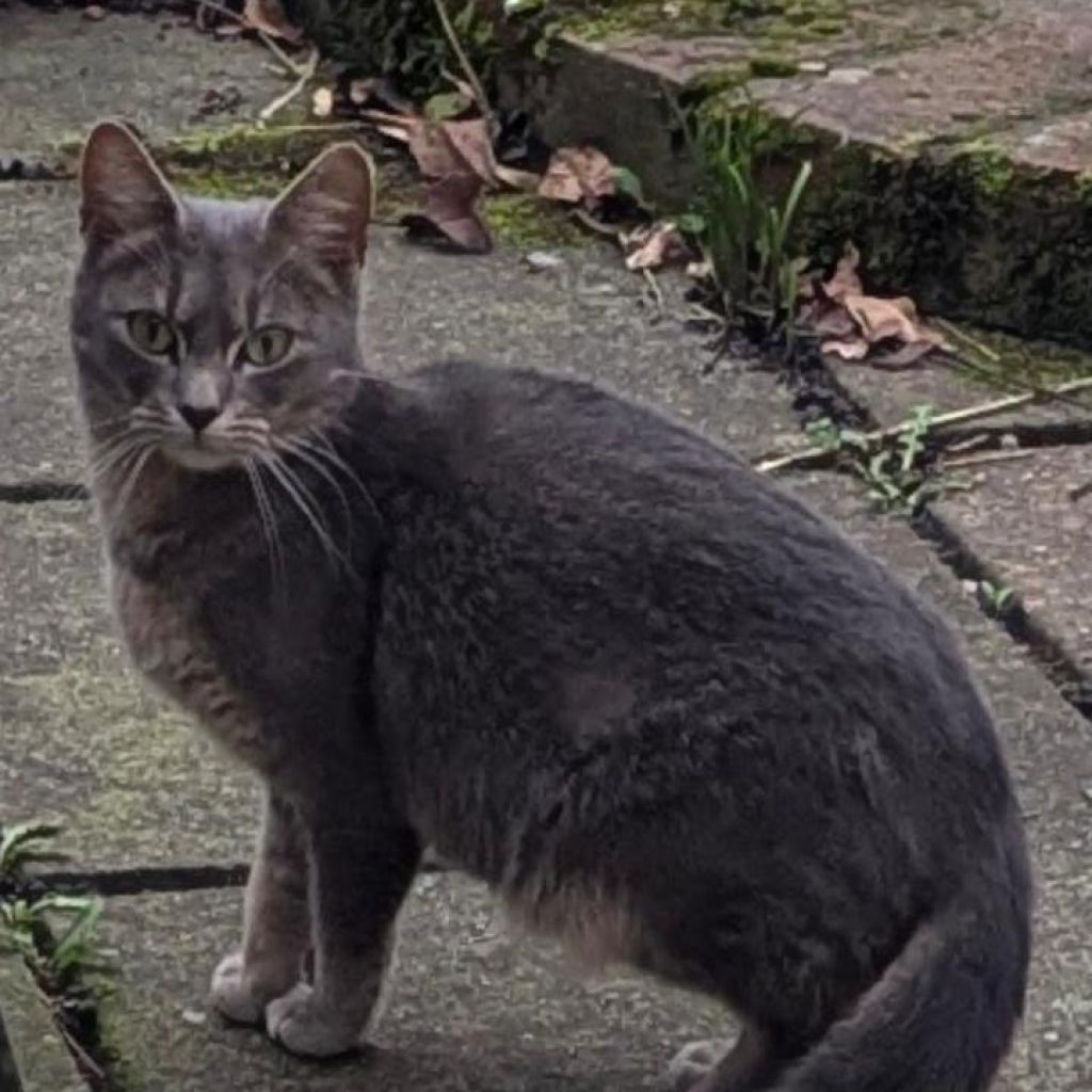 Lady Gray