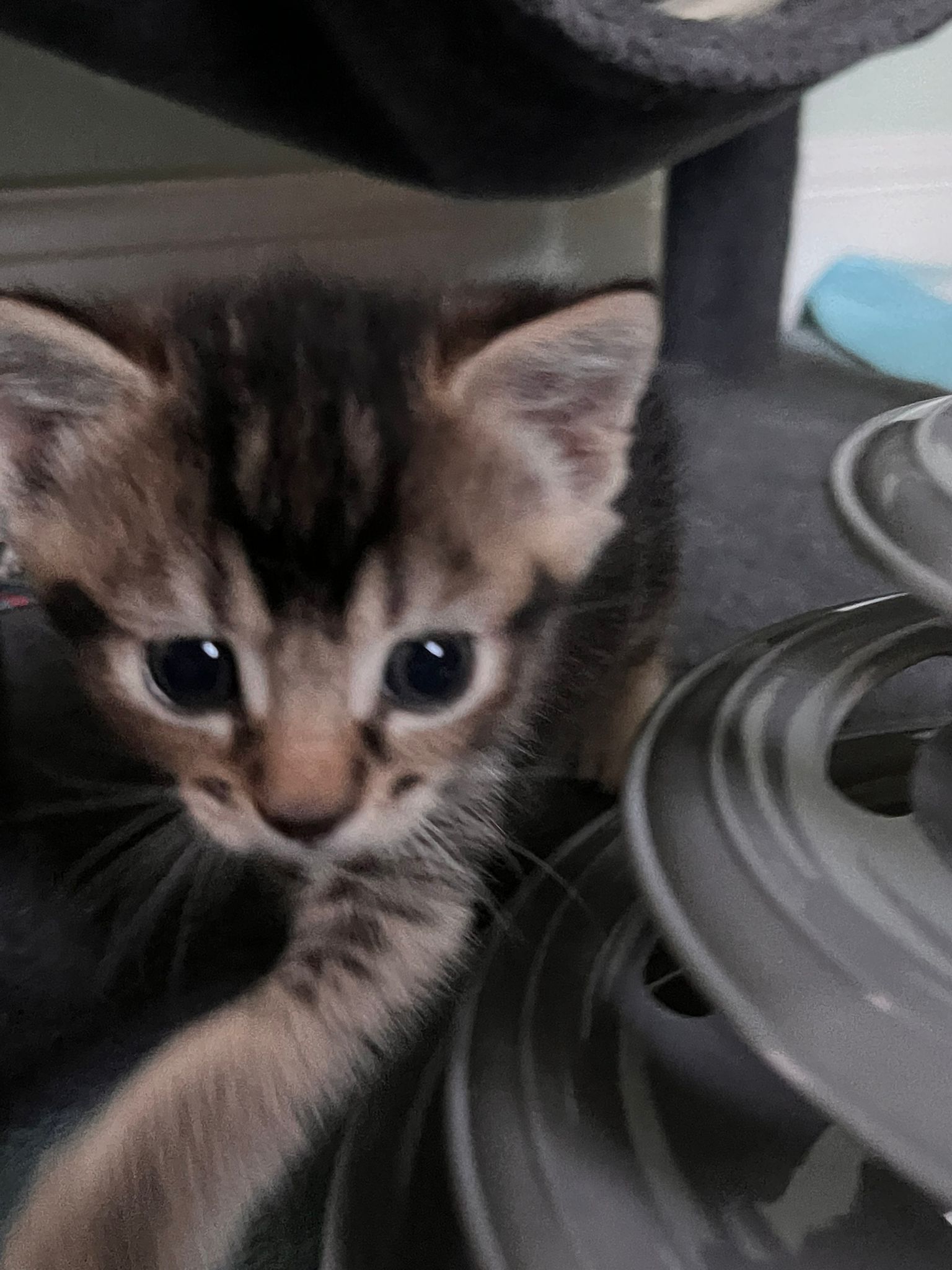 Peanut