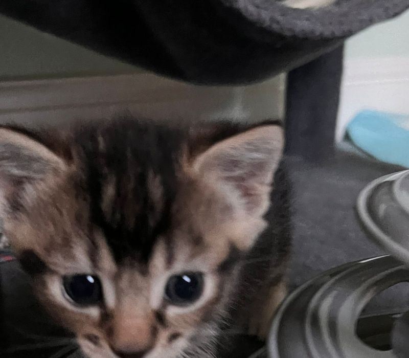 Peanut