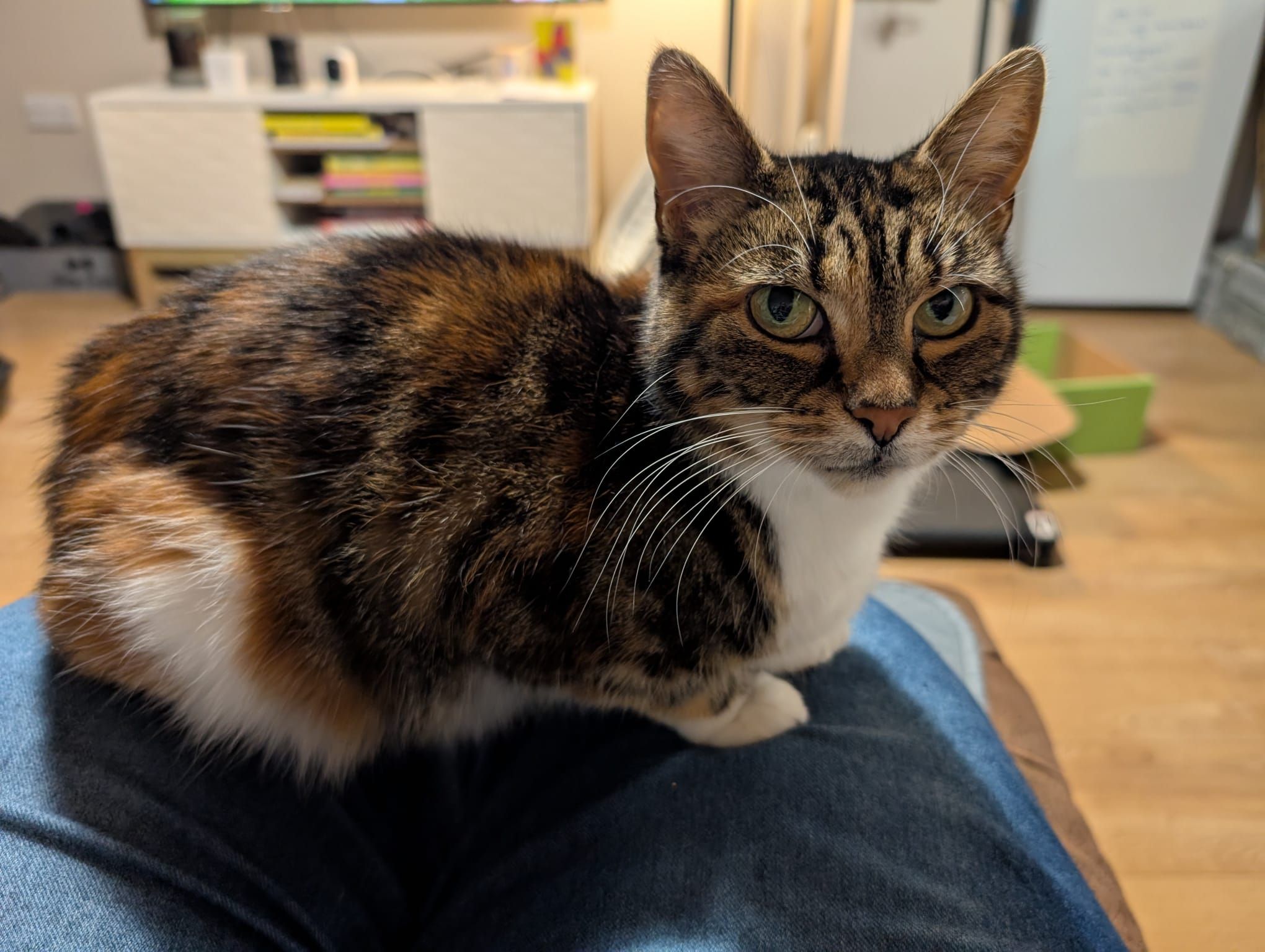 Tabitha