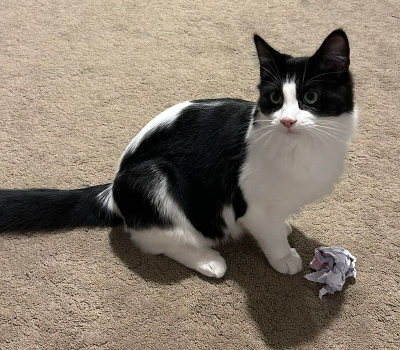 Gizmo