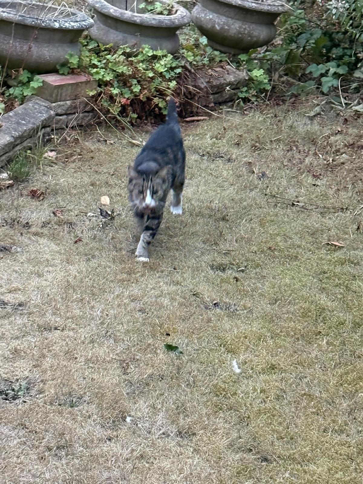Taz