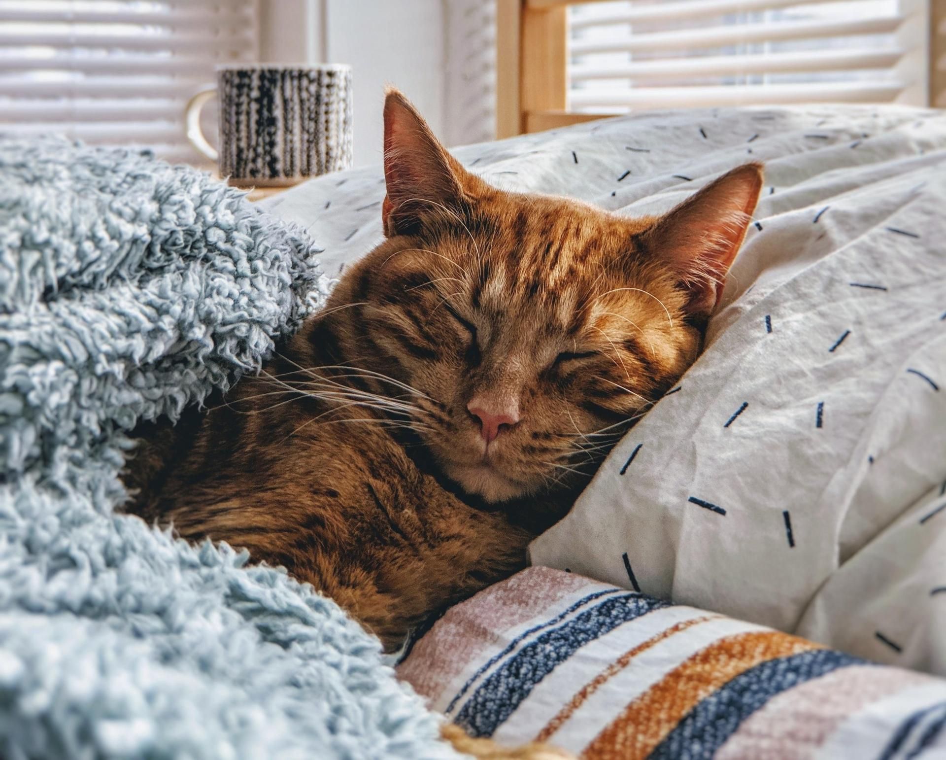 Age of a Cat in Human Years