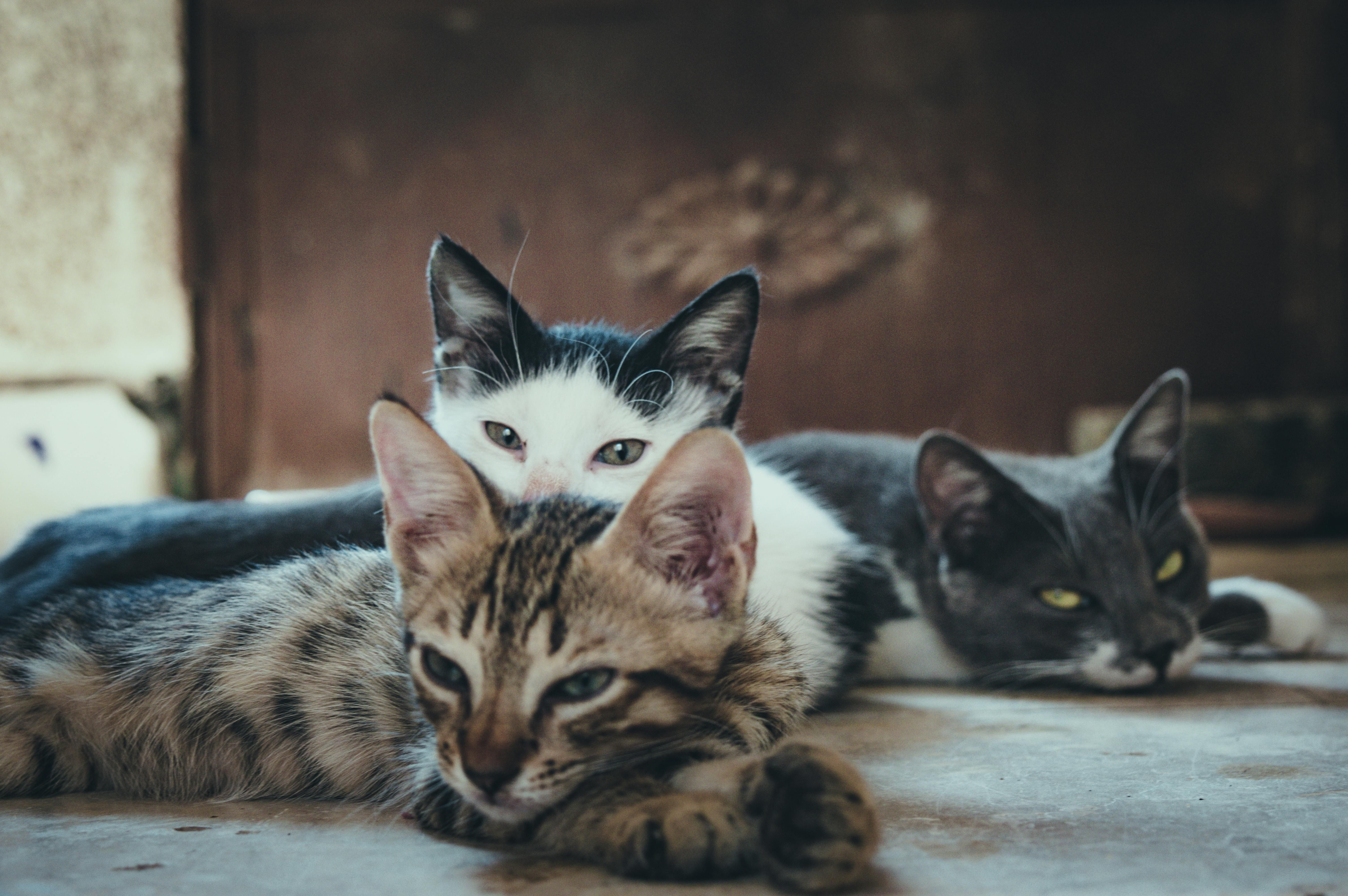 Managing a Multi-Cat Household