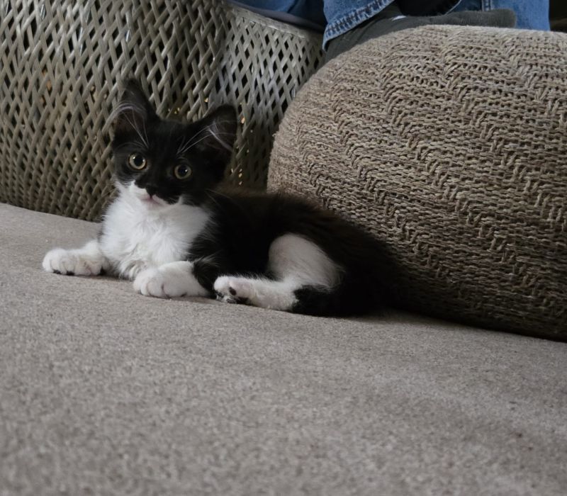 Mocha