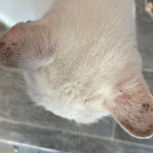 Help us help Elsa i…