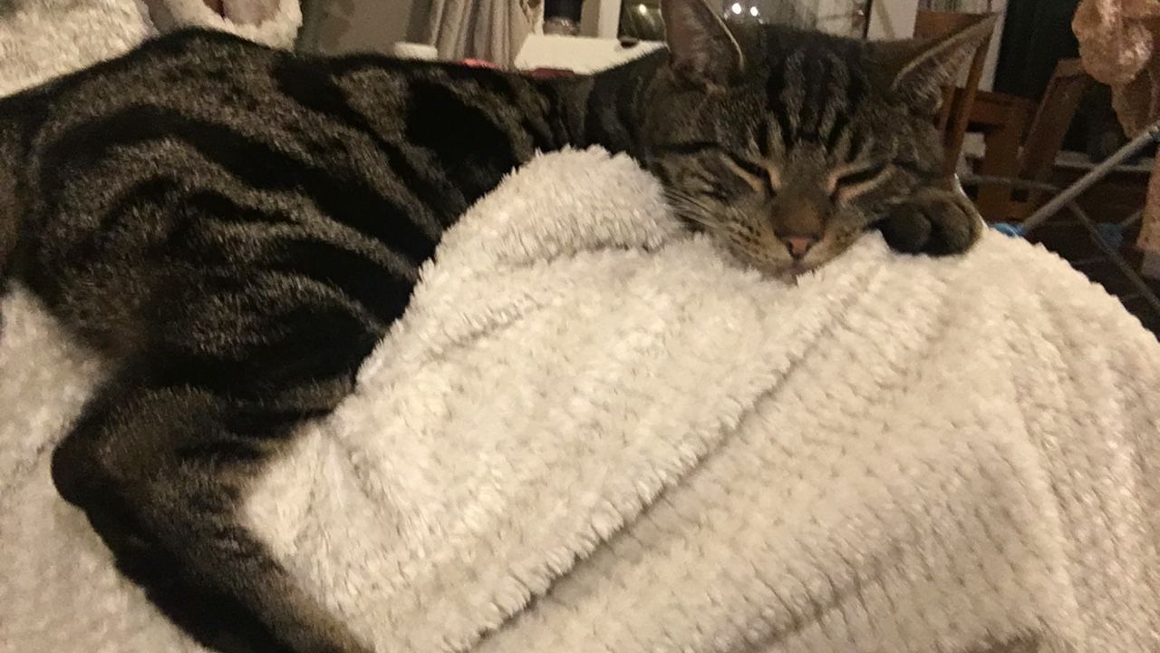 Archie
