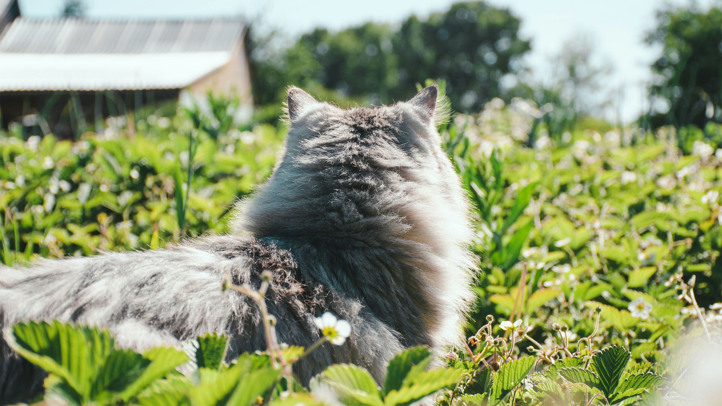 Introducing your cat to the outdoors