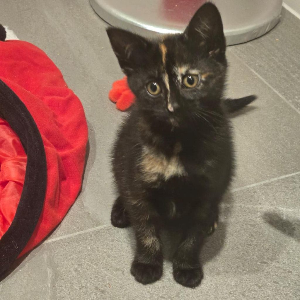 Skye