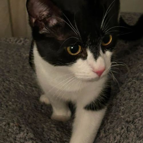 ❤️ Adoption update…