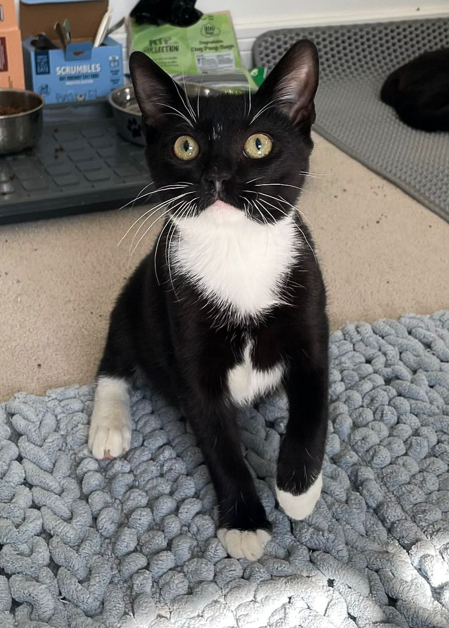 Arlo