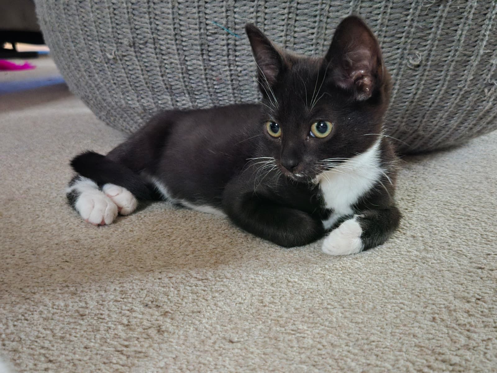 Bella