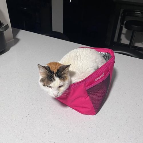 So that’s Chloe’s l…