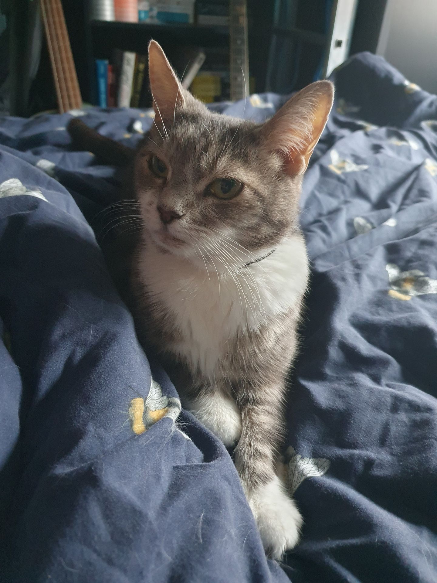 Tora