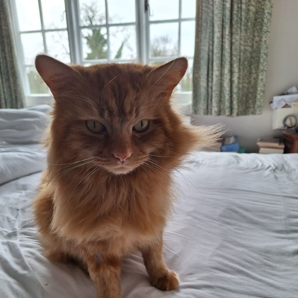 Simba