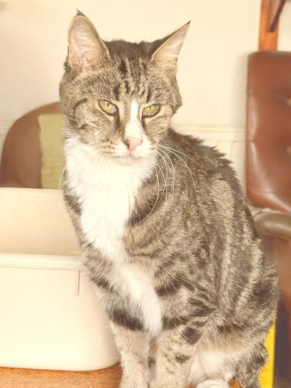 Taz