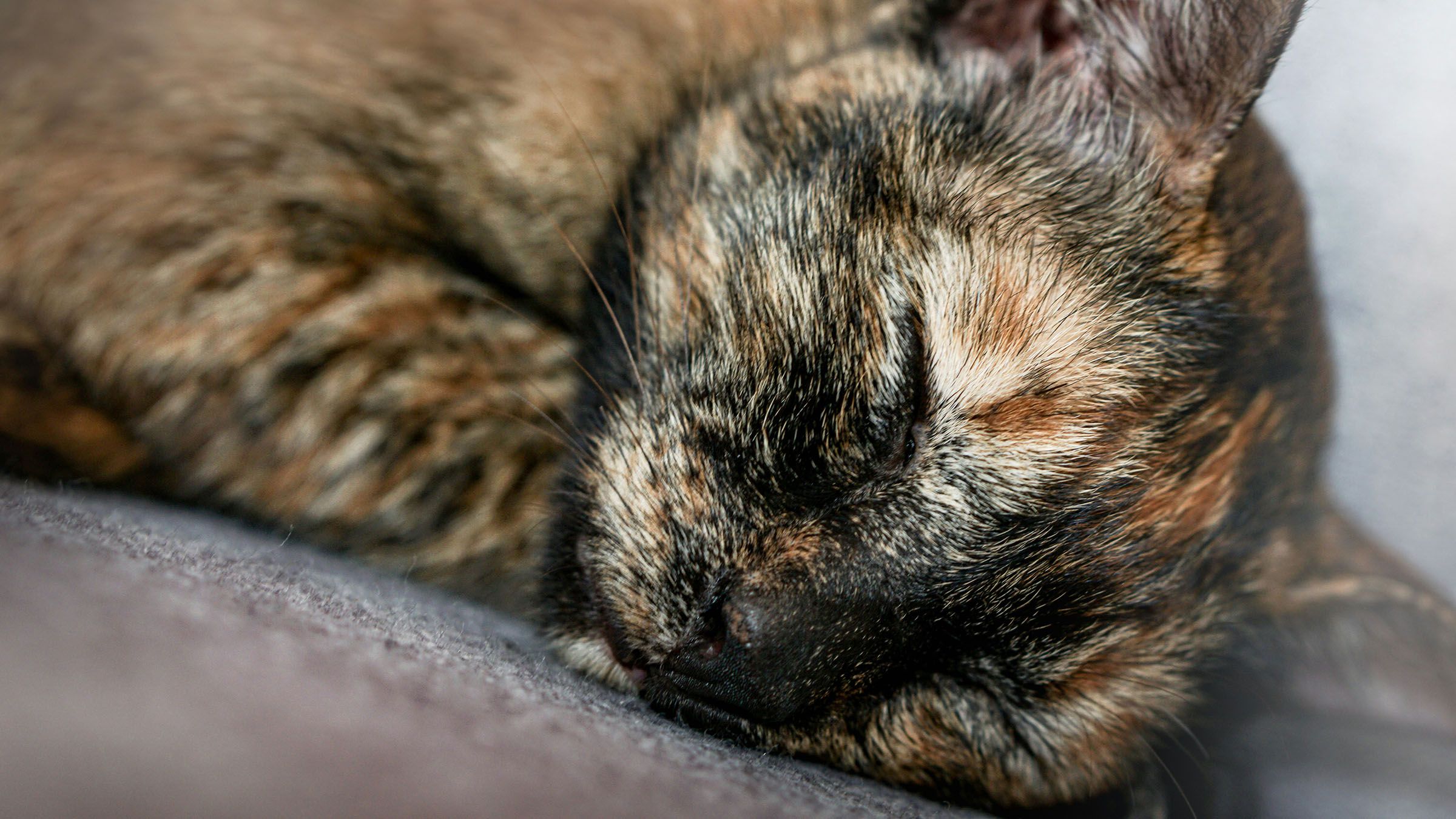 Taking Home an Older Cat ("Senior Kittizen")