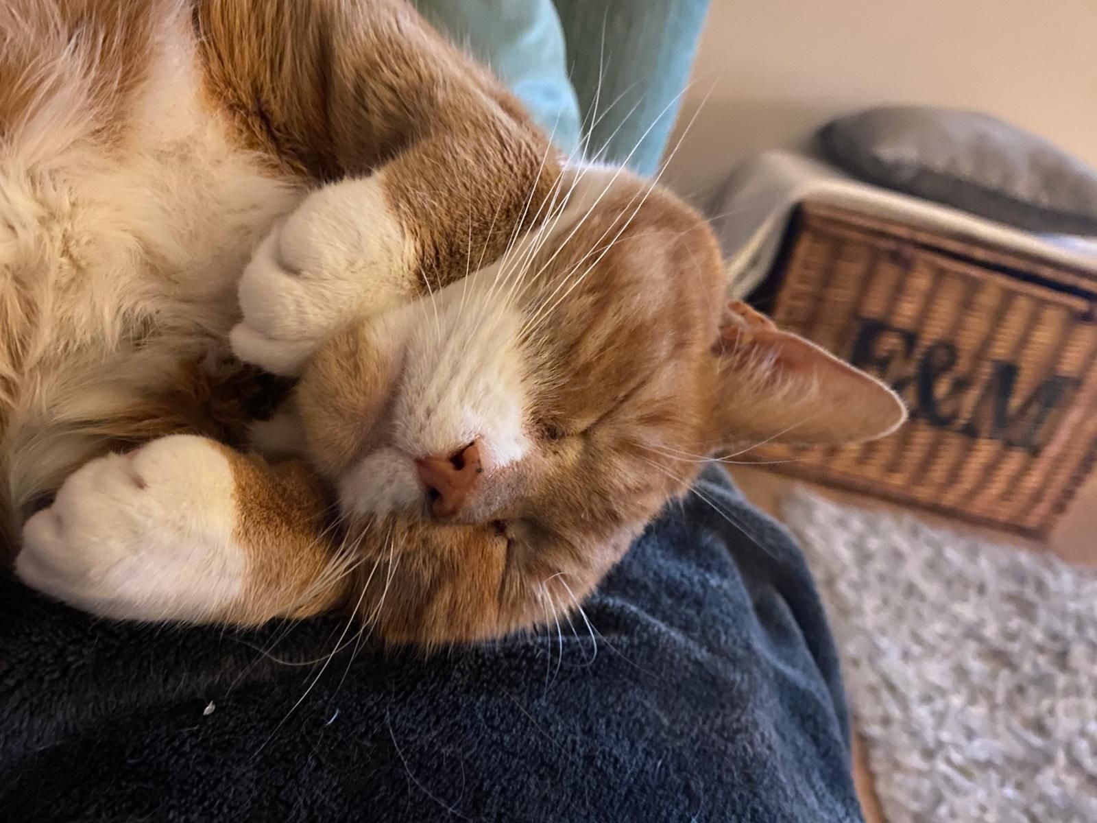 Lulu