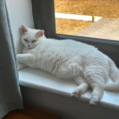 ❤️ Adoption Update…