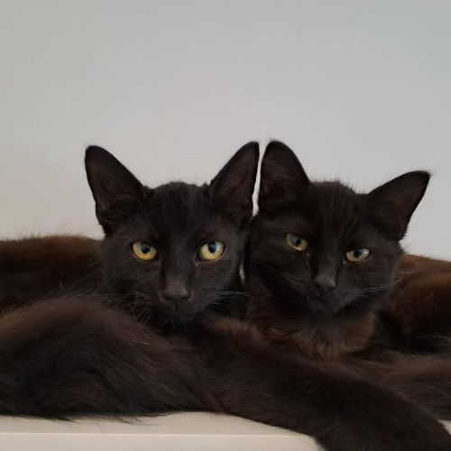 ❤️ Double trouble…
