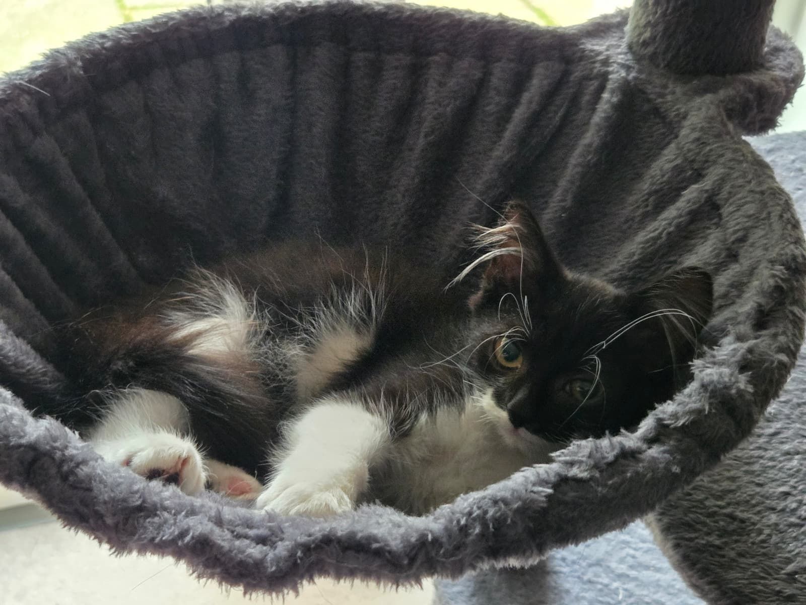 Mocha