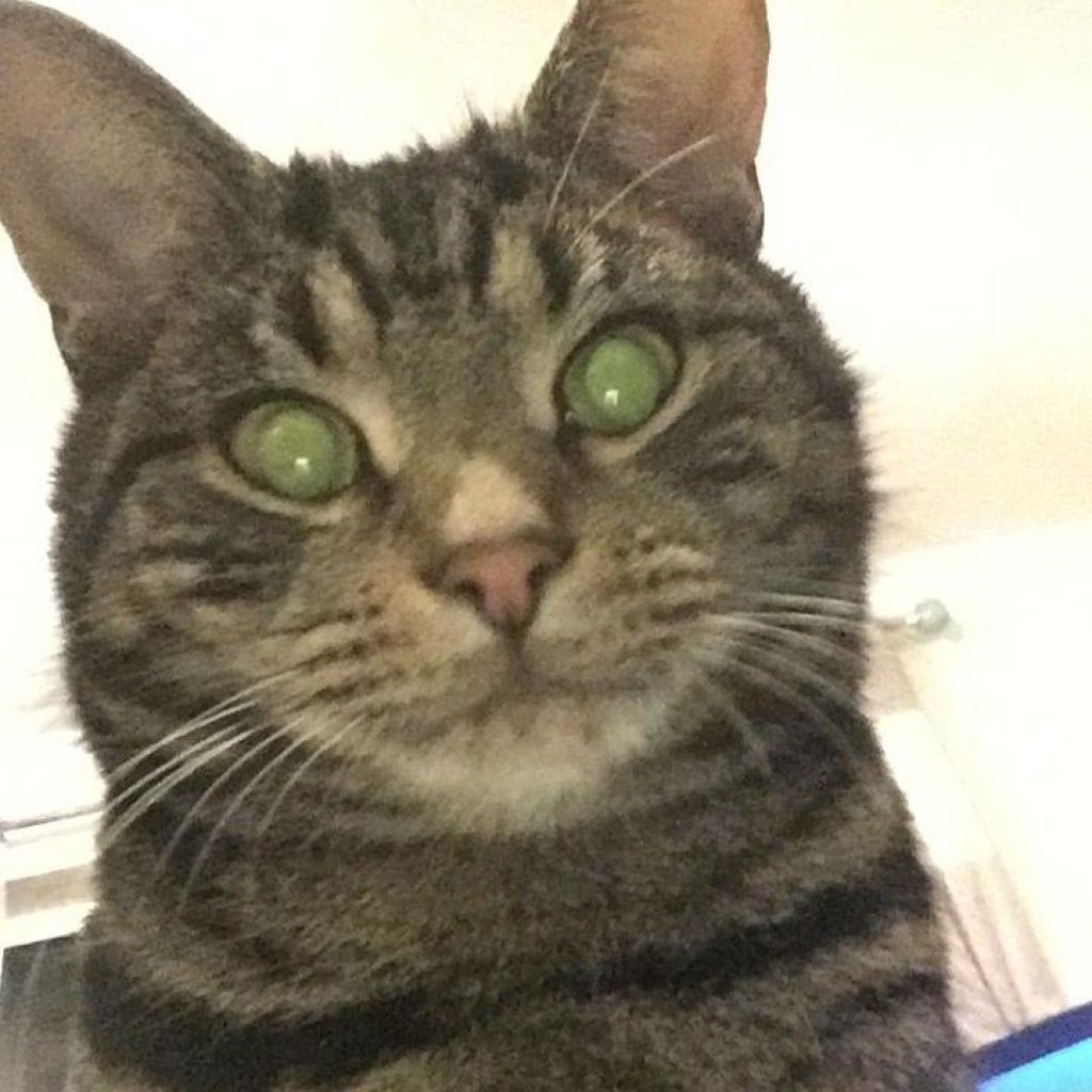 Archie
