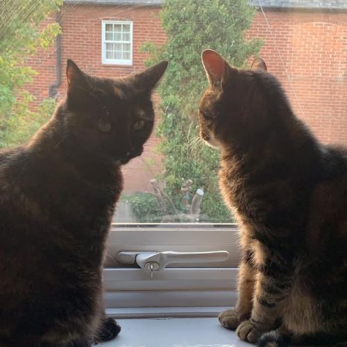 Tiggy and Luna-Bell…