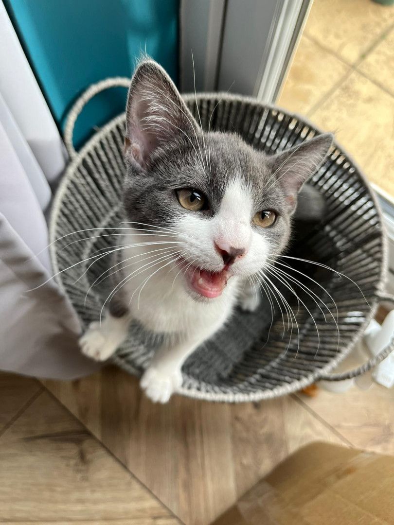 Diego