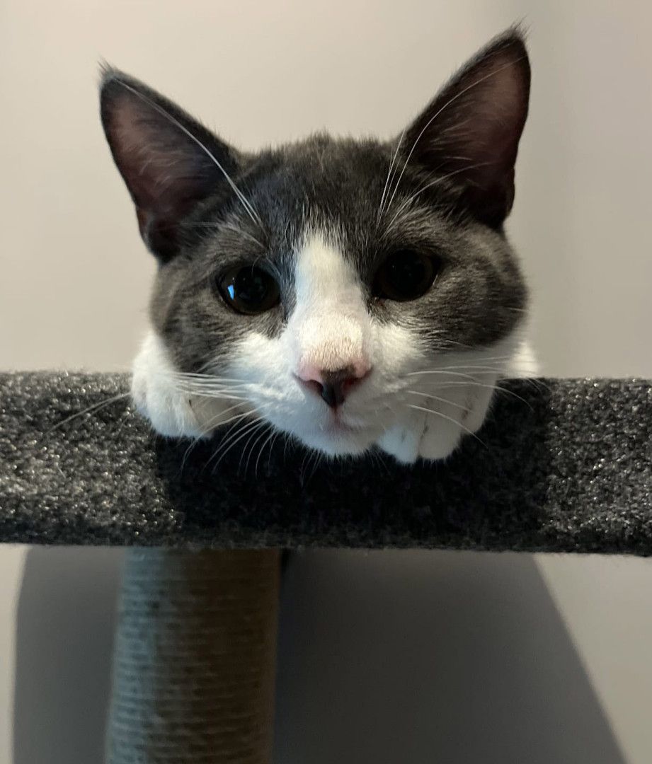 Diego
