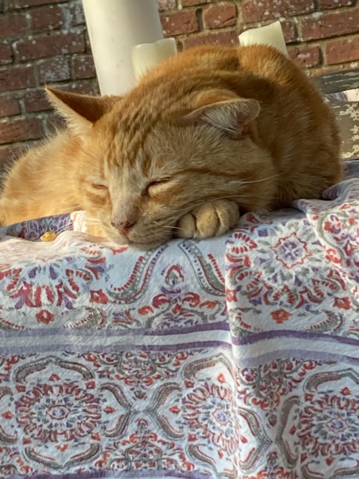 Gerald the ginge