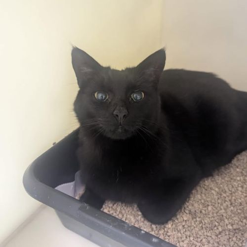 NO ADOPTION FEE

😻…