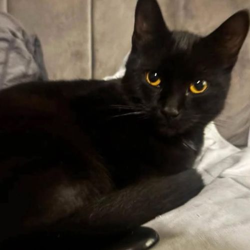 🎃Beautiful Black C…