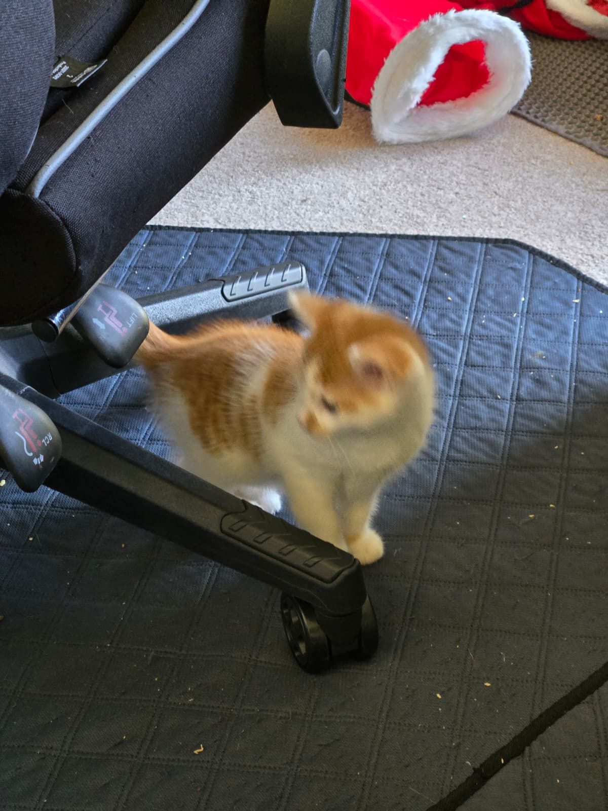 Archie
