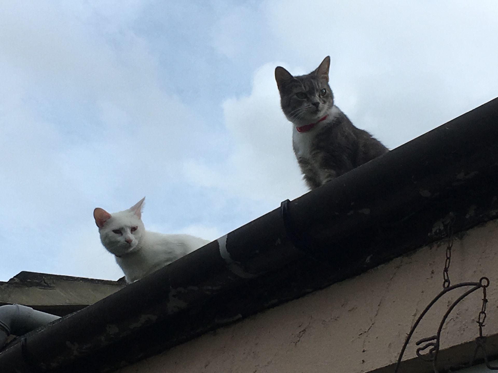 Tora