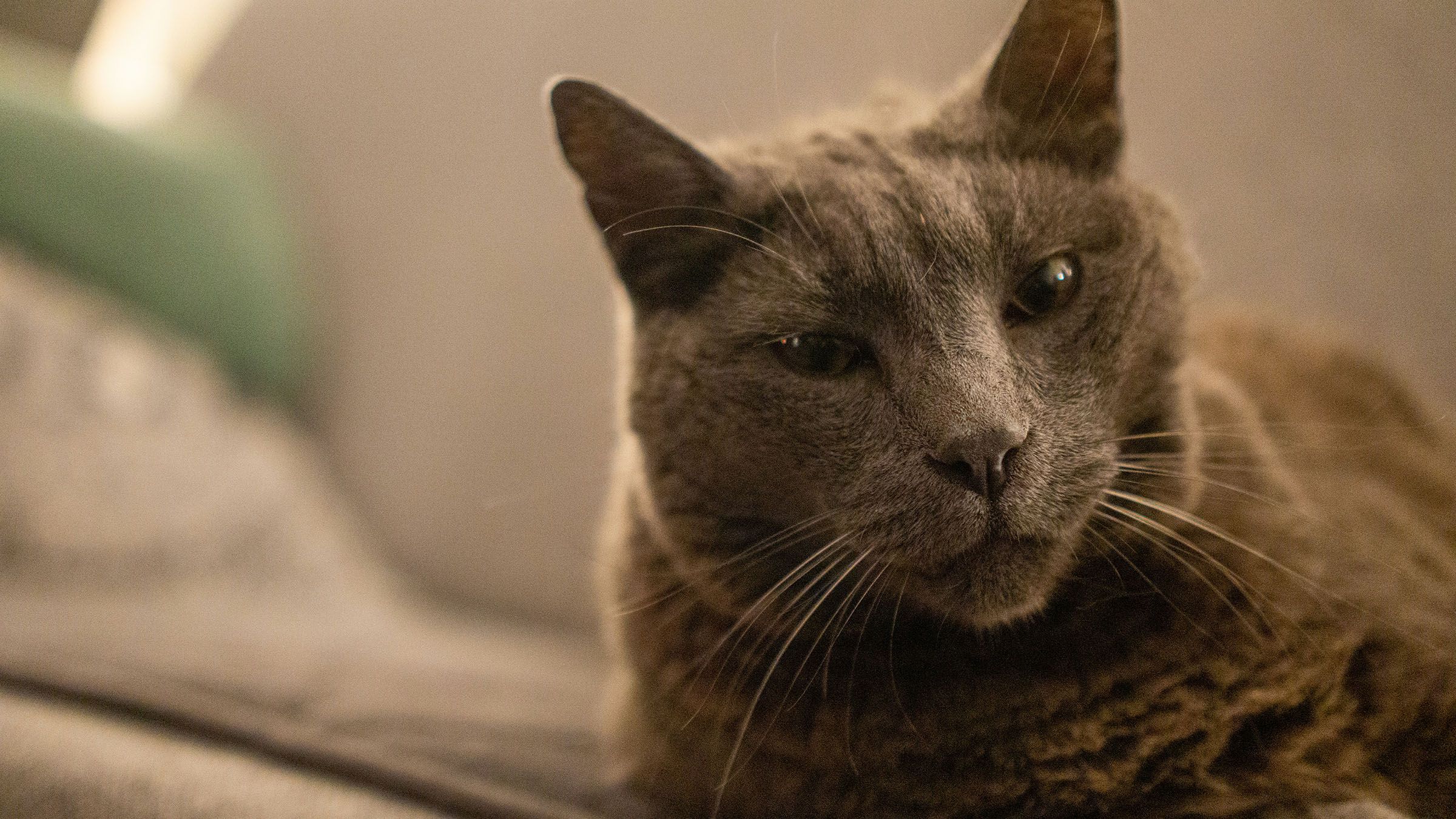 Taking Home an Older Cat ("Senior Kittizen")