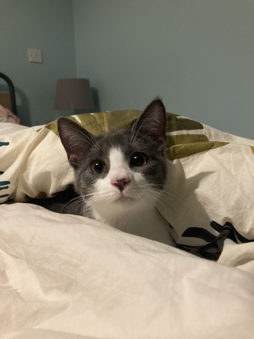 Diego