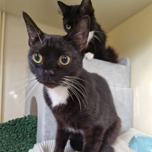 Jinx