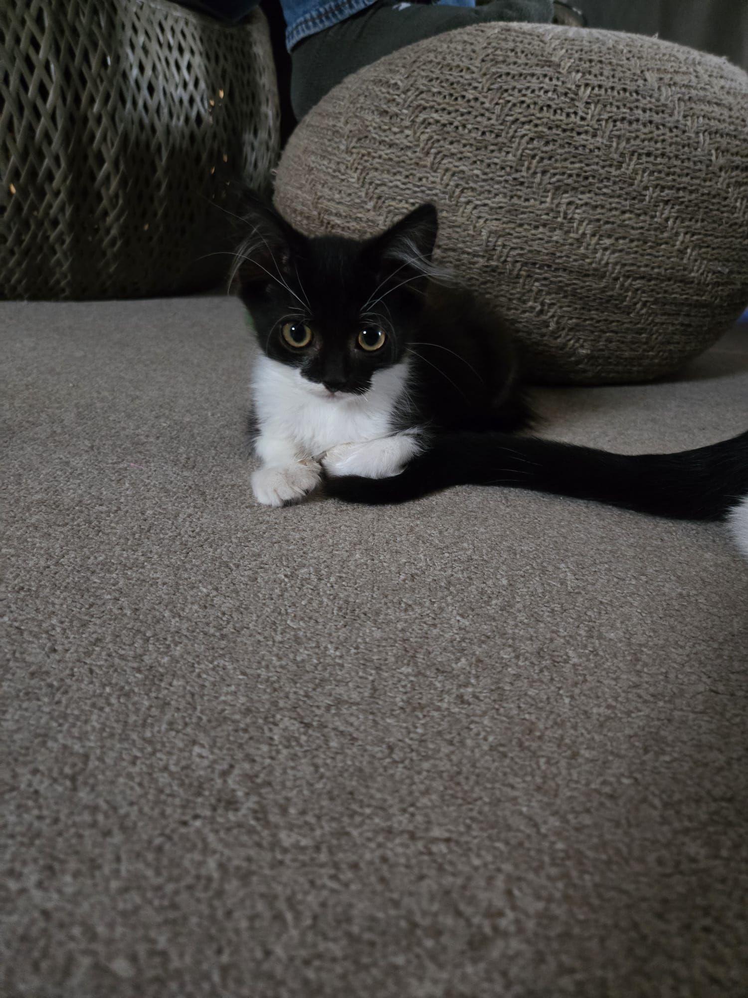 Mocha