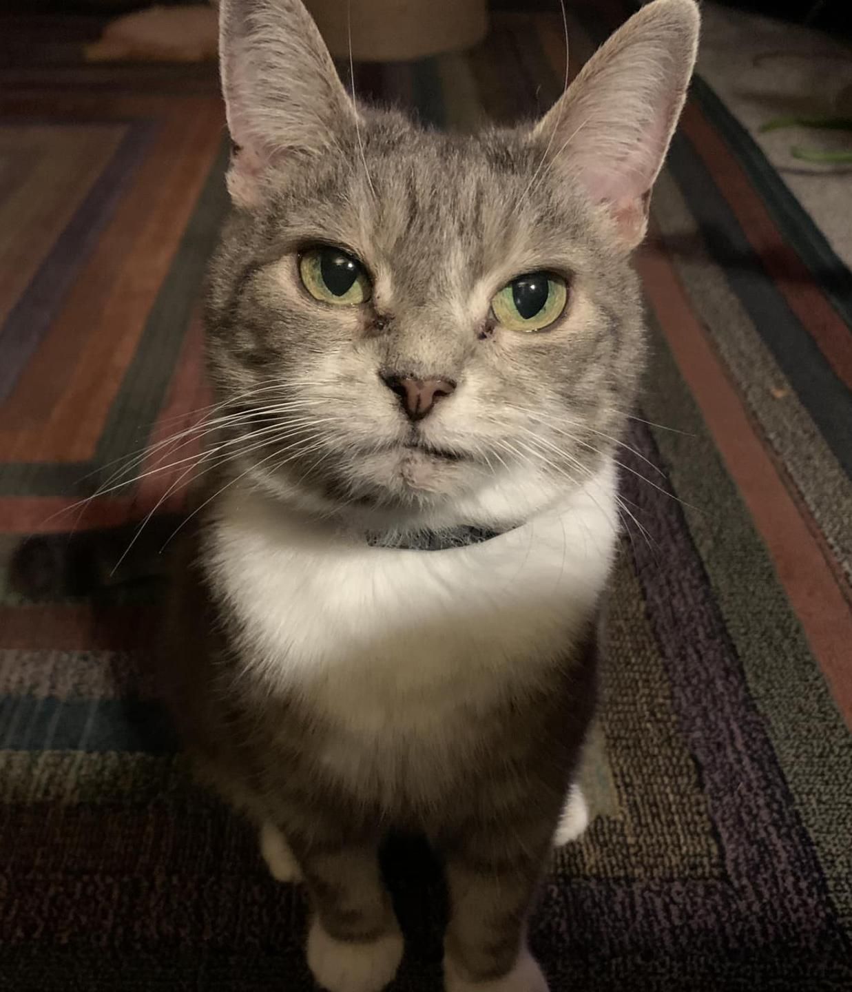 Tora