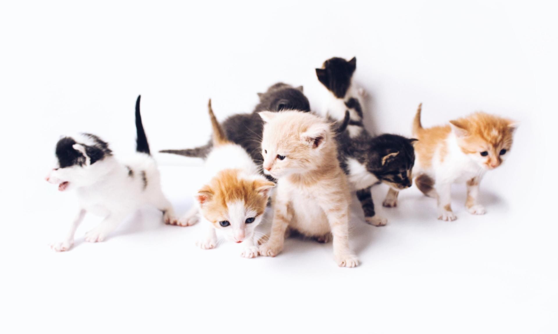 Taking home your new kitten