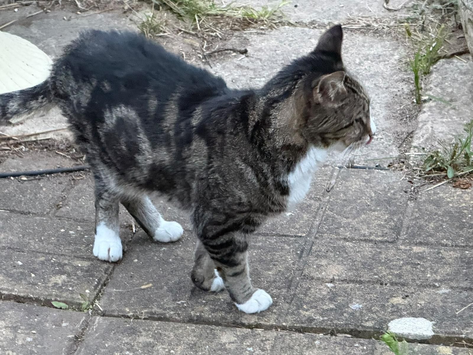 Taz