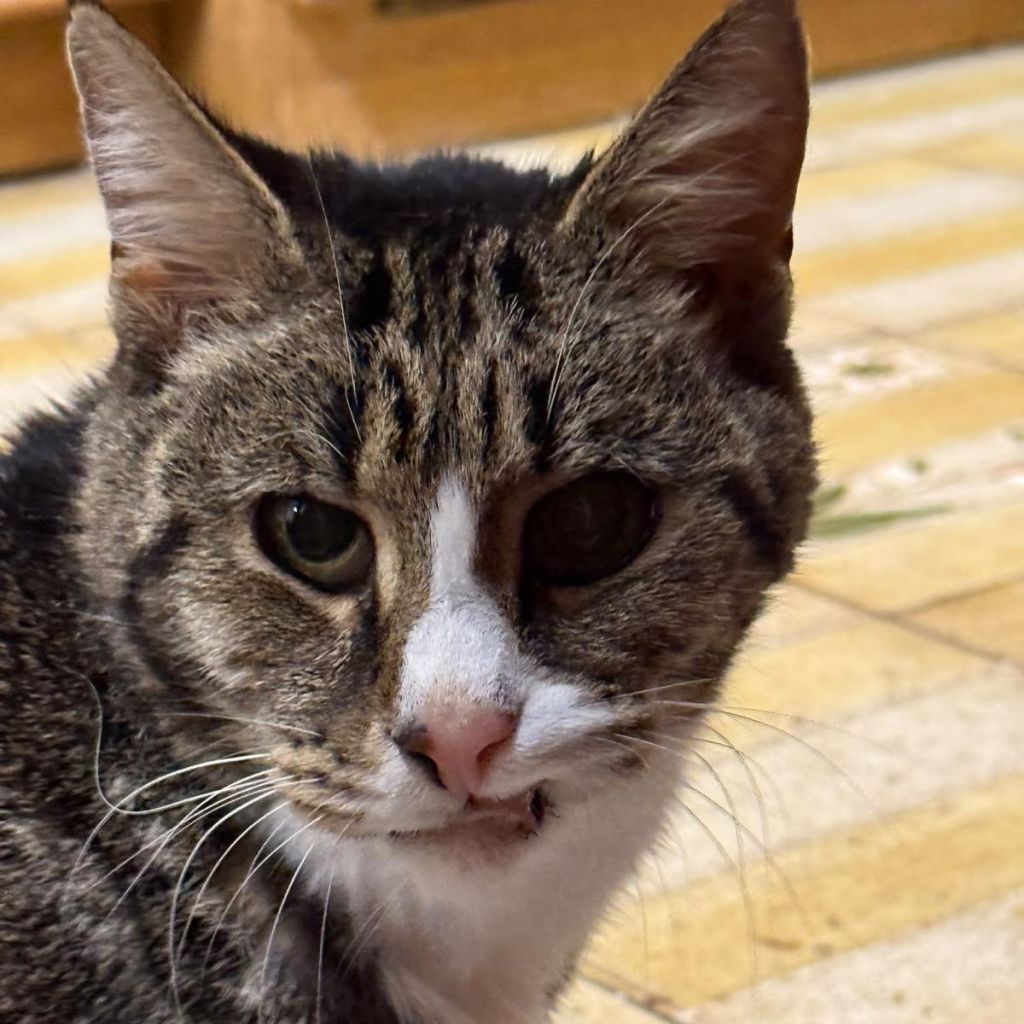 Taz