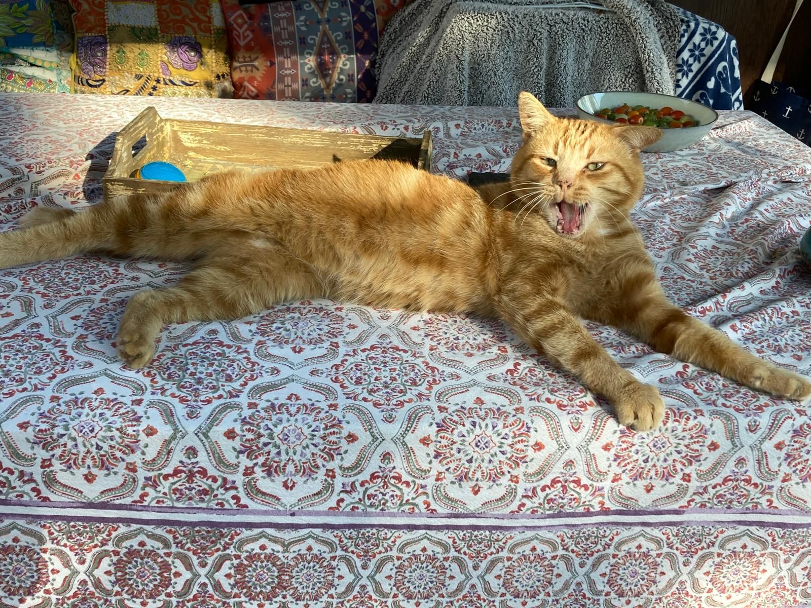 Gerald the ginge