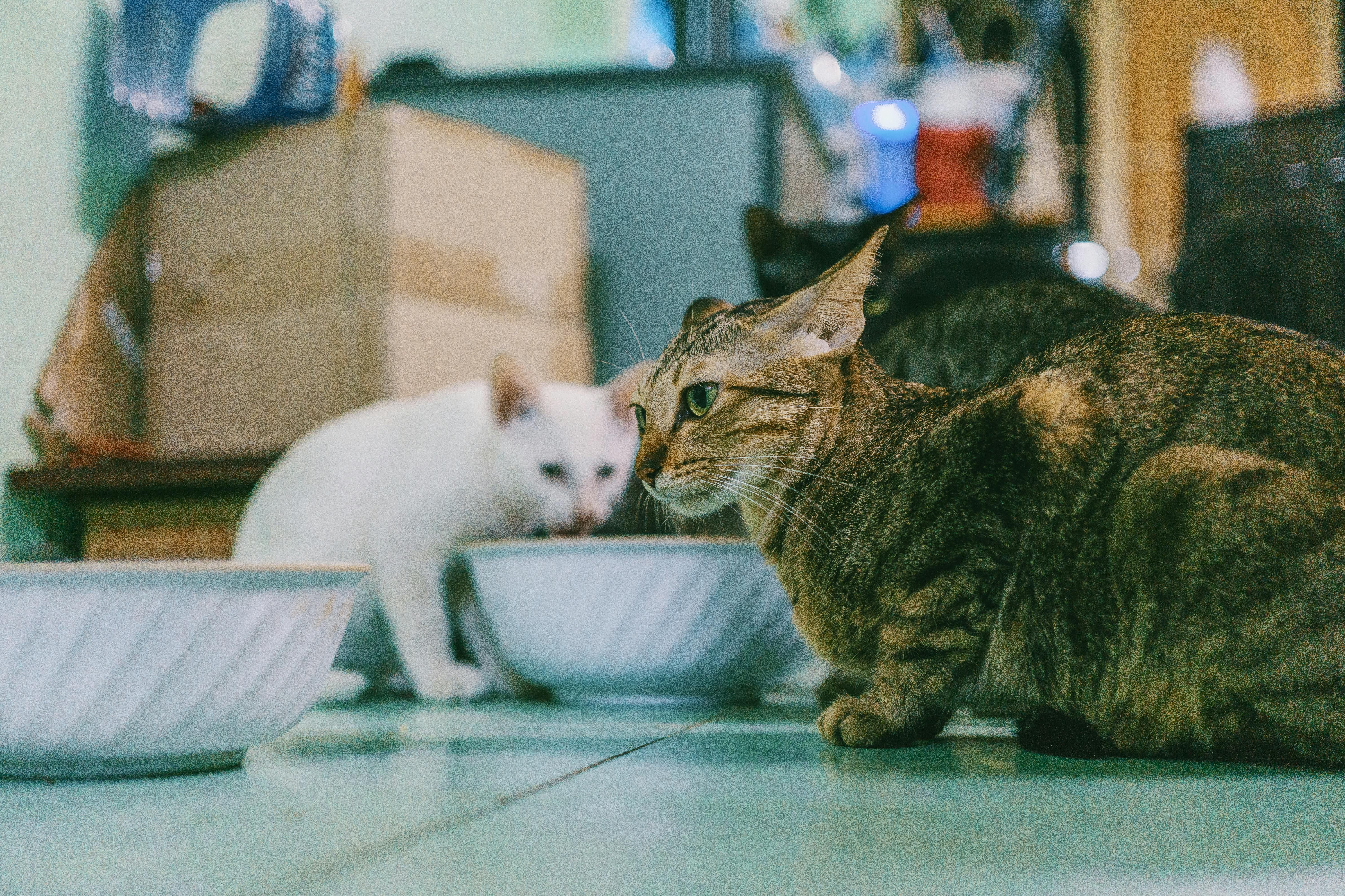Managing a Multi-Cat Household
