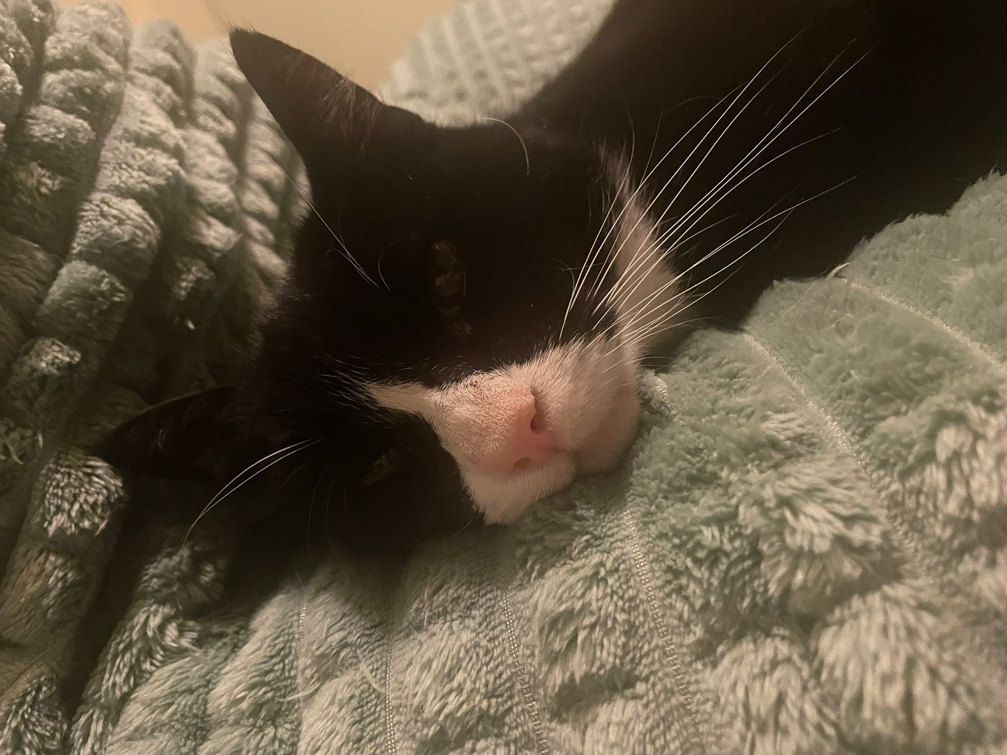 Mr Huffington