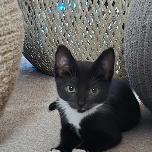 Bella