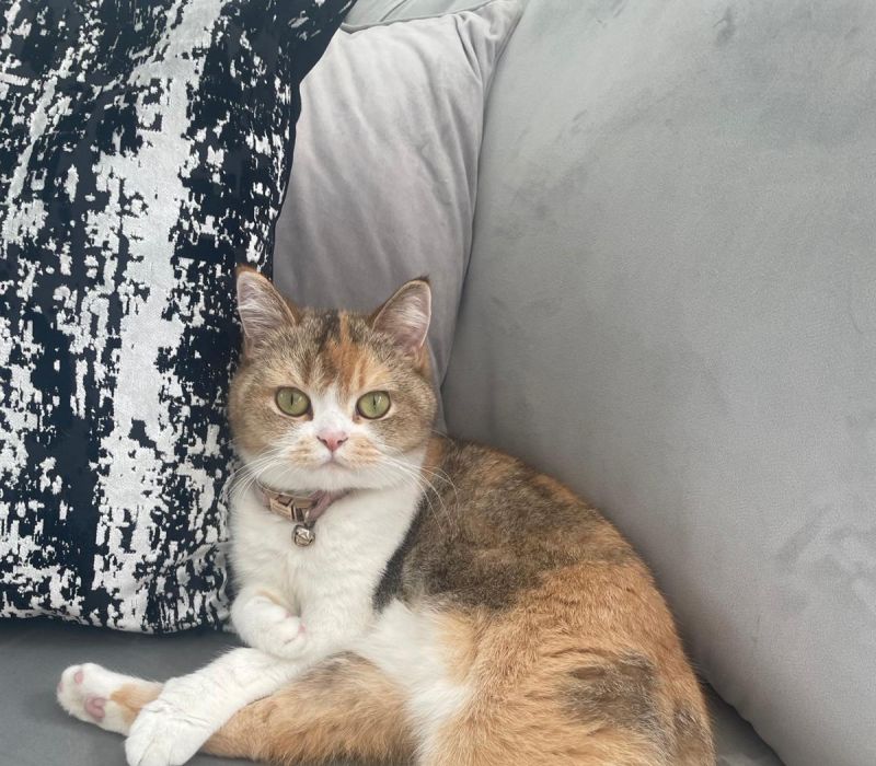 Daphne