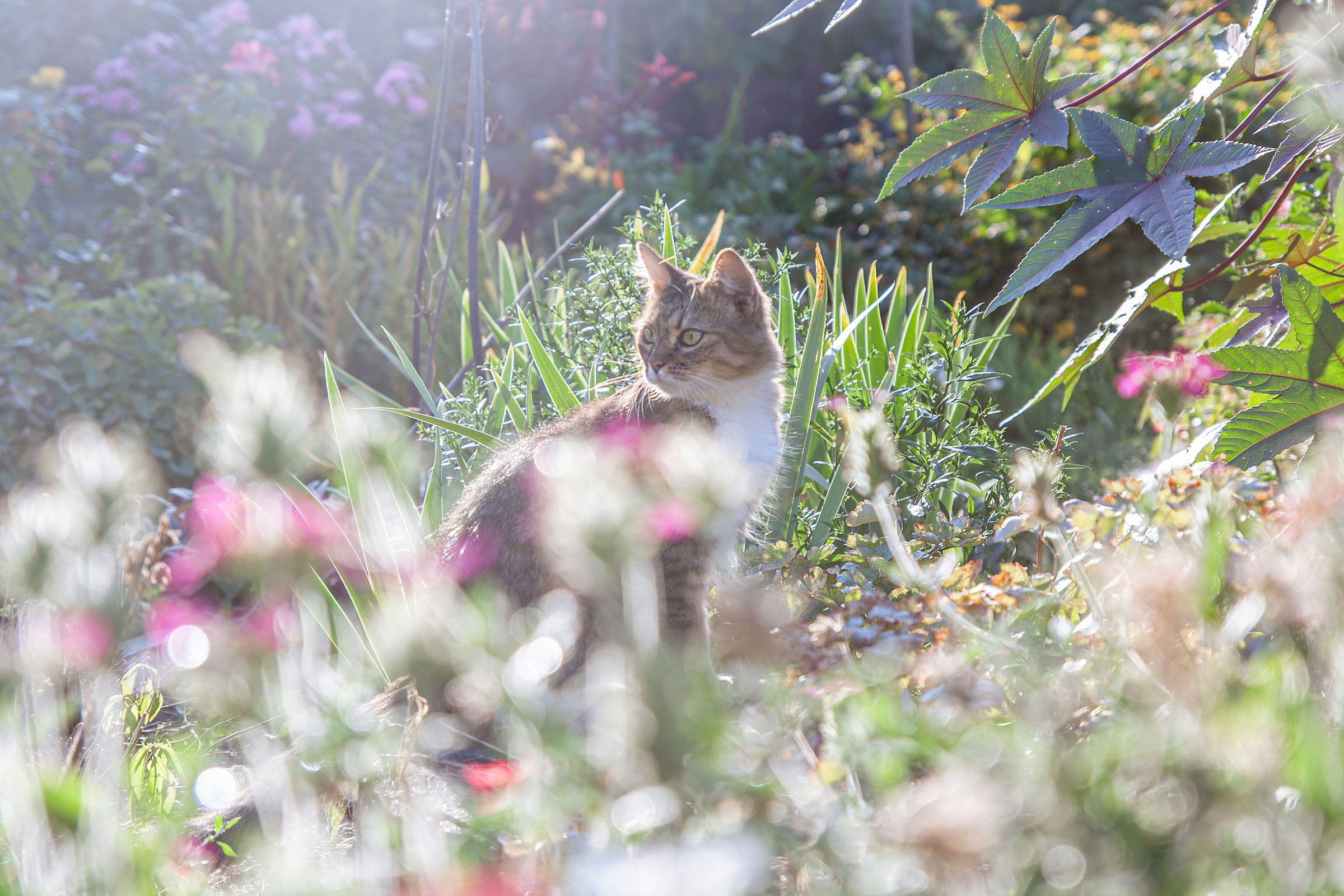Introducing your cat to the outdoors