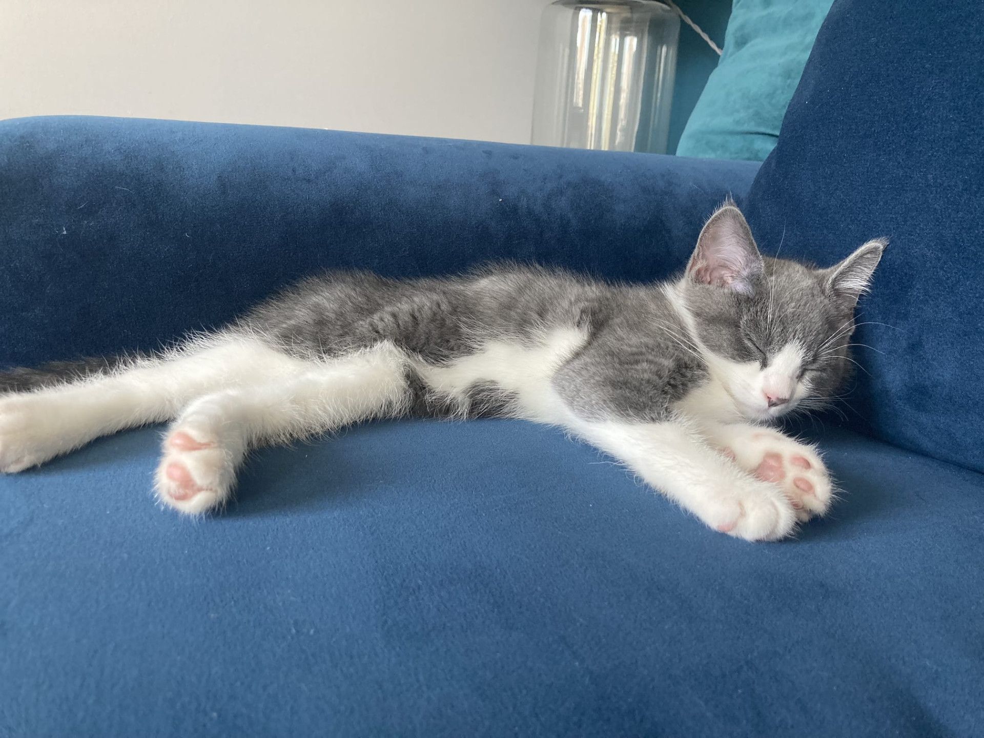 Diego